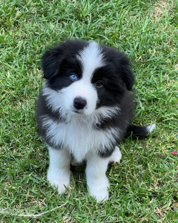 Alfie - Macho