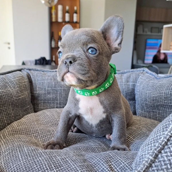 Finn - Macho