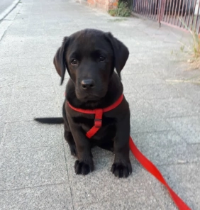 Cachorro Labrador