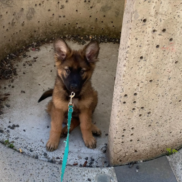 Nala - Hembra