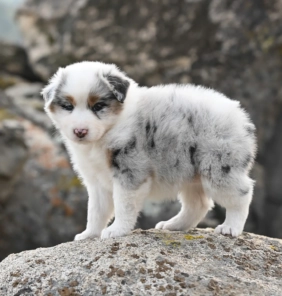Cachorros Pomsky