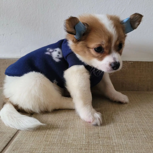 Benny - Macho