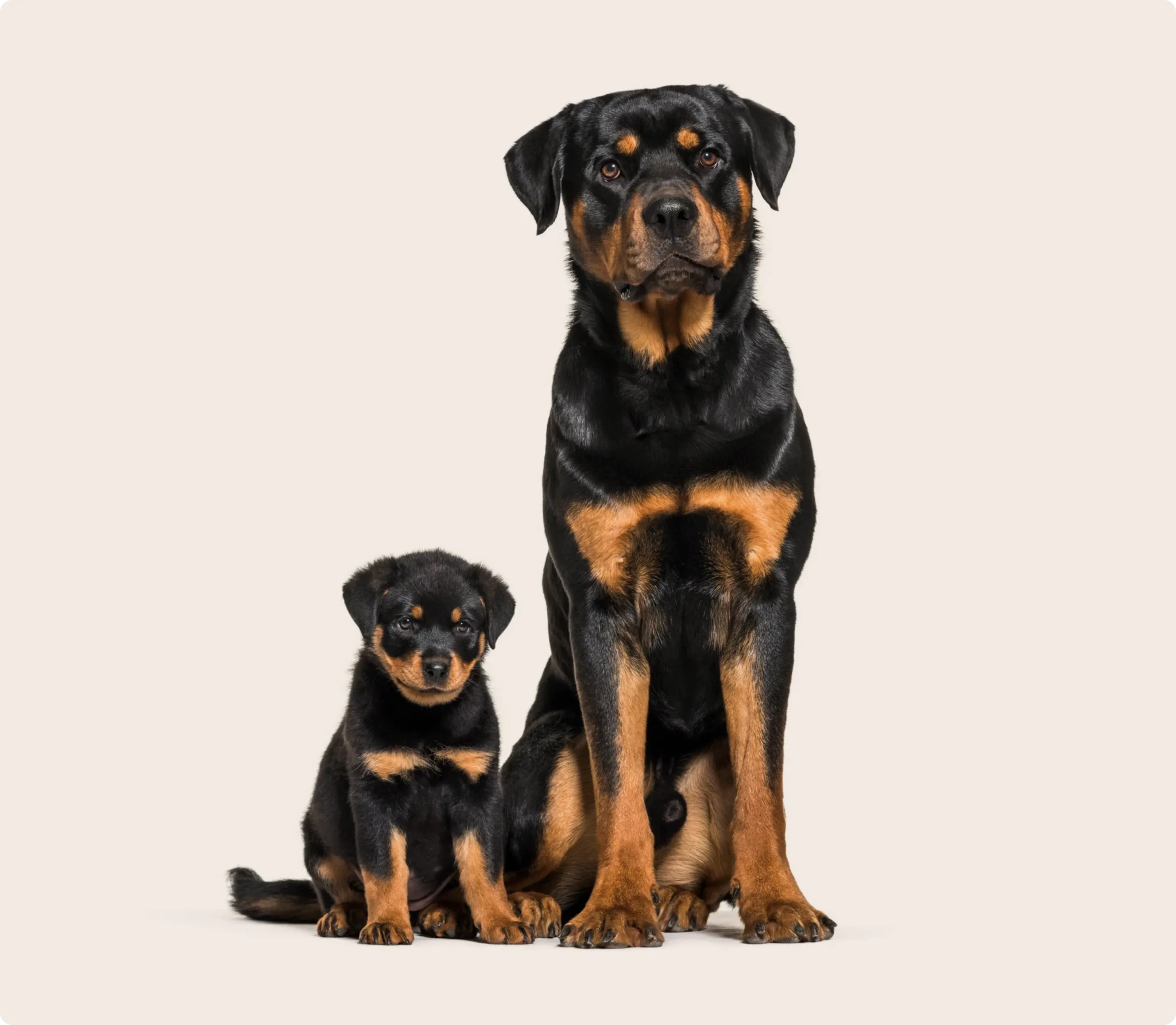 cachorro rottweiler en venta