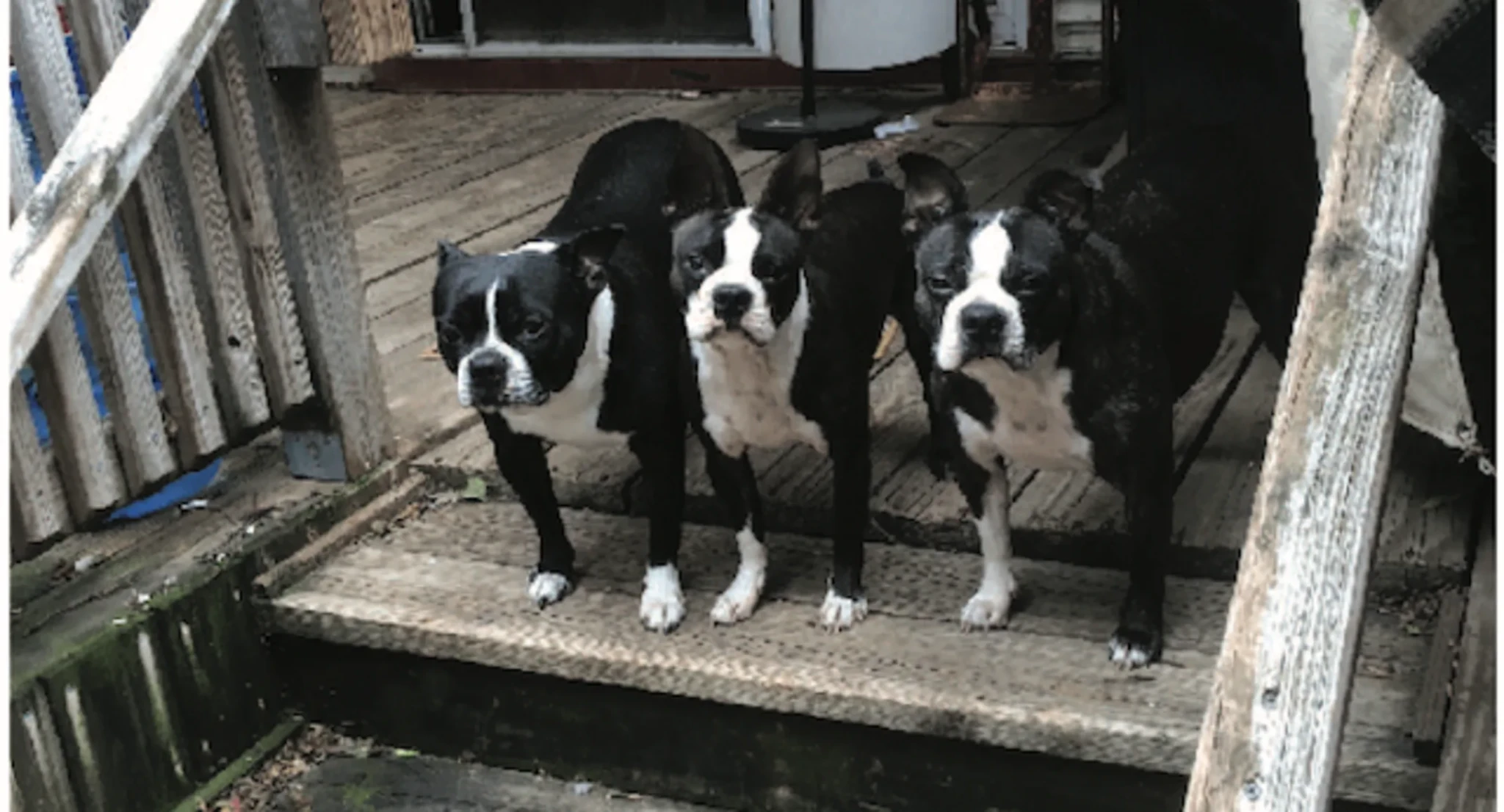 cachorro boston terrier en venta