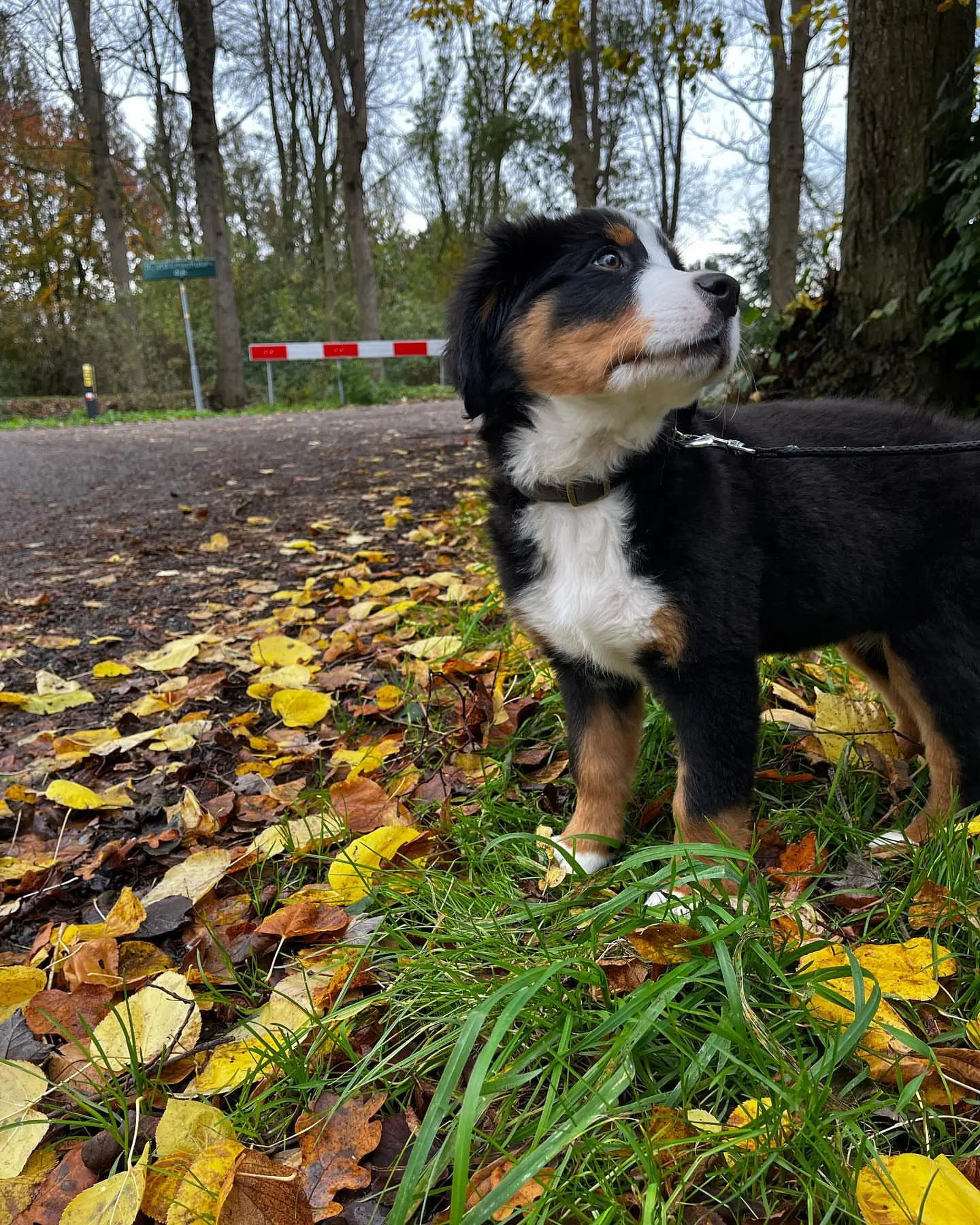 {{brizy_dc_image_alt imageSrc=