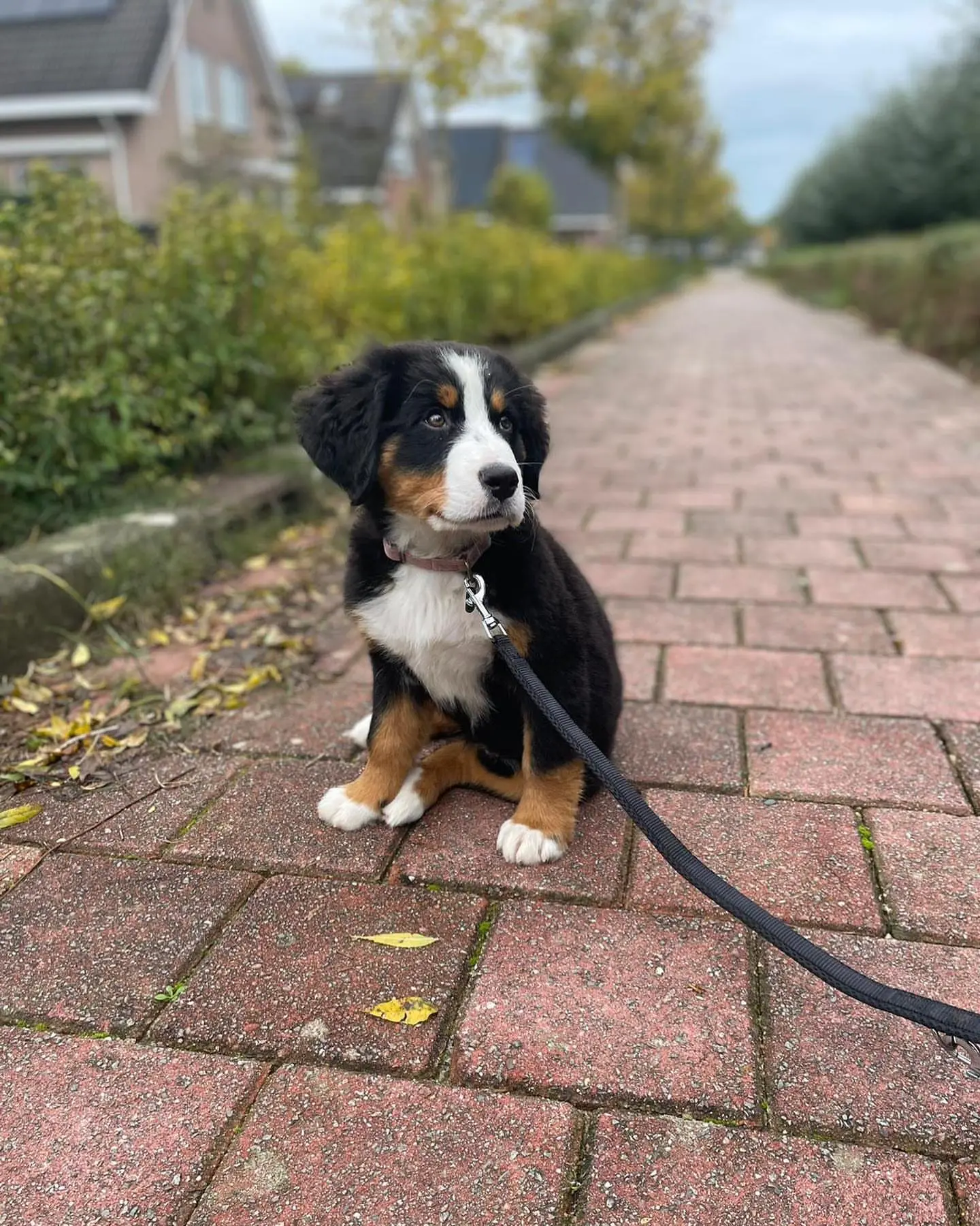 {{brizy_dc_image_alt imageSrc=