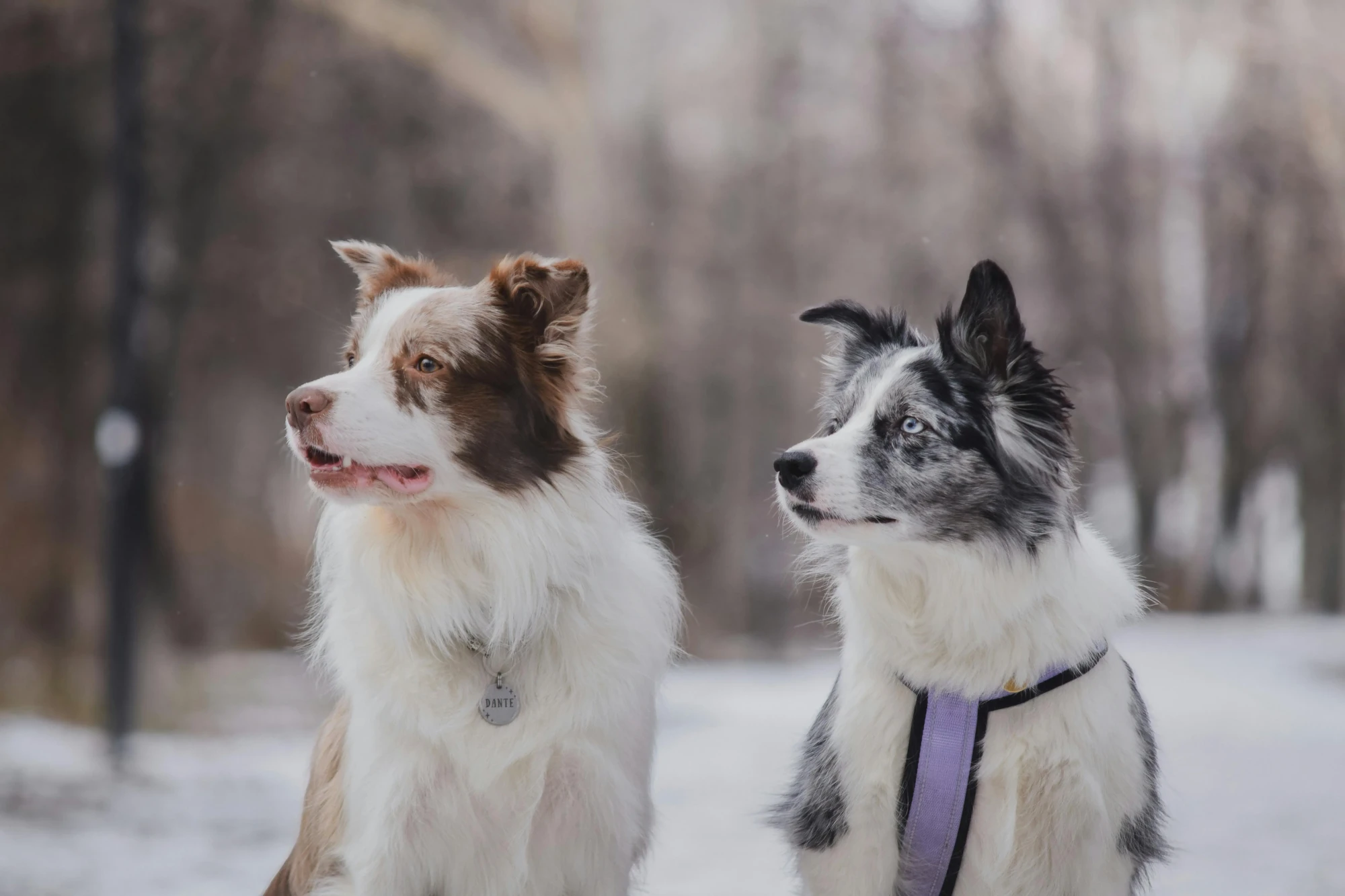 Cómo cuidar a tu perro border collie cachorro : guía esencial
