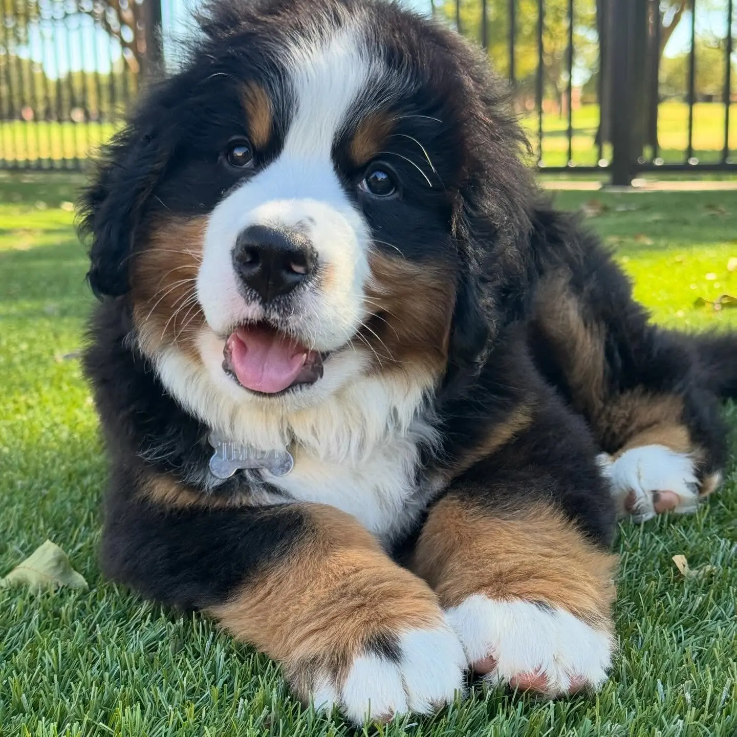 {{brizy_dc_image_alt imageSrc=