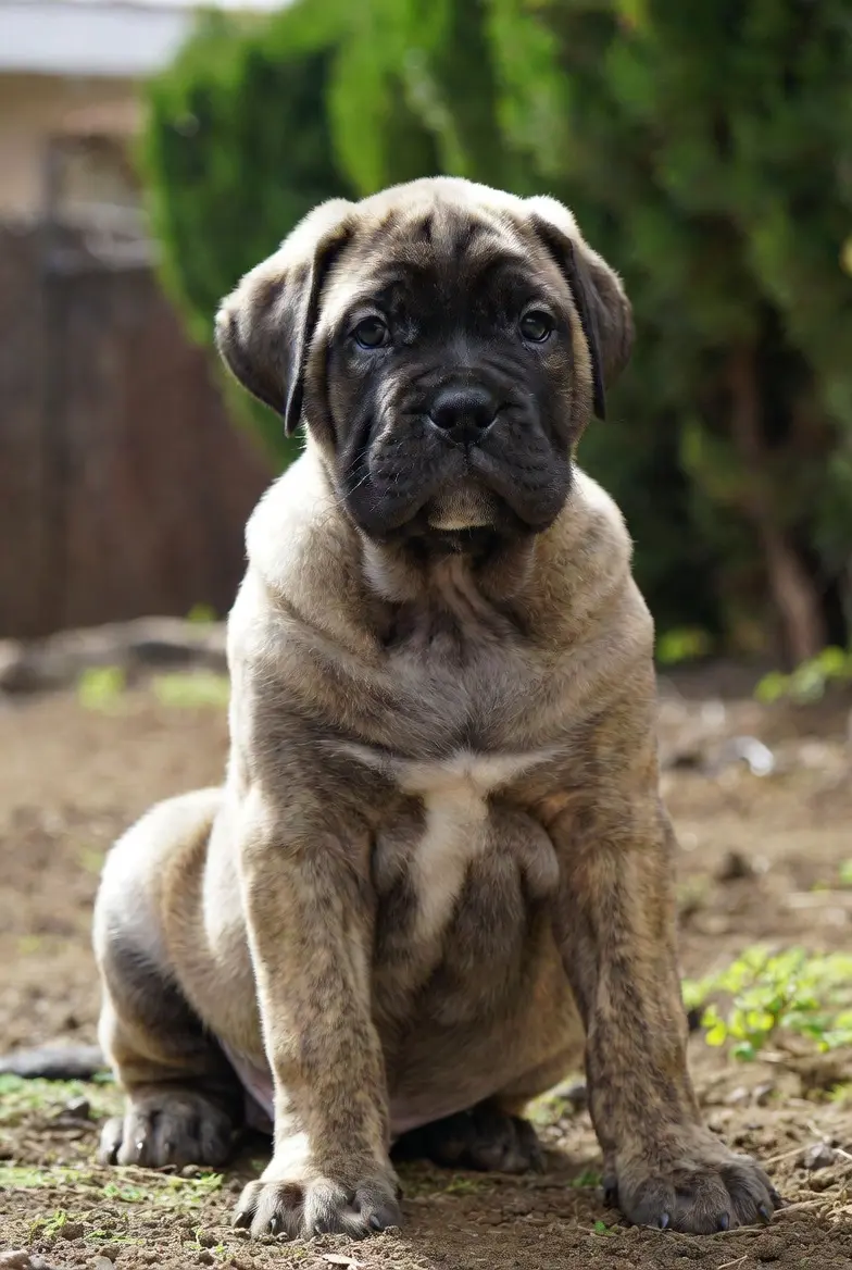 Presa Canario Precio Presa Canario Precio