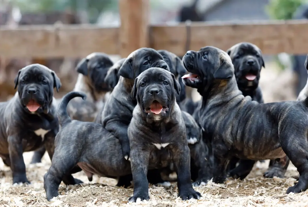 presa canario en venta presa canario en venta