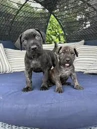 presa canario presa canario