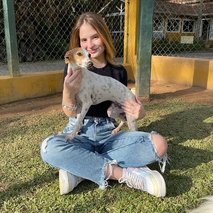 cachorros galgo en venta