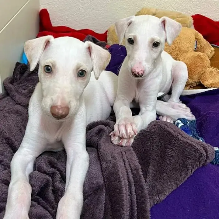 cachorros galgos en venta