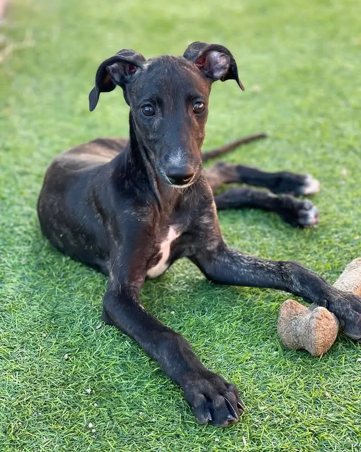 perros galgos