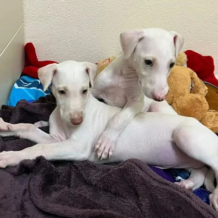 cachorros galgos en venta