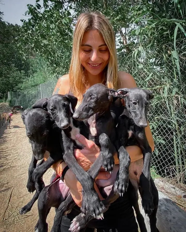 cachorros galgos en venta