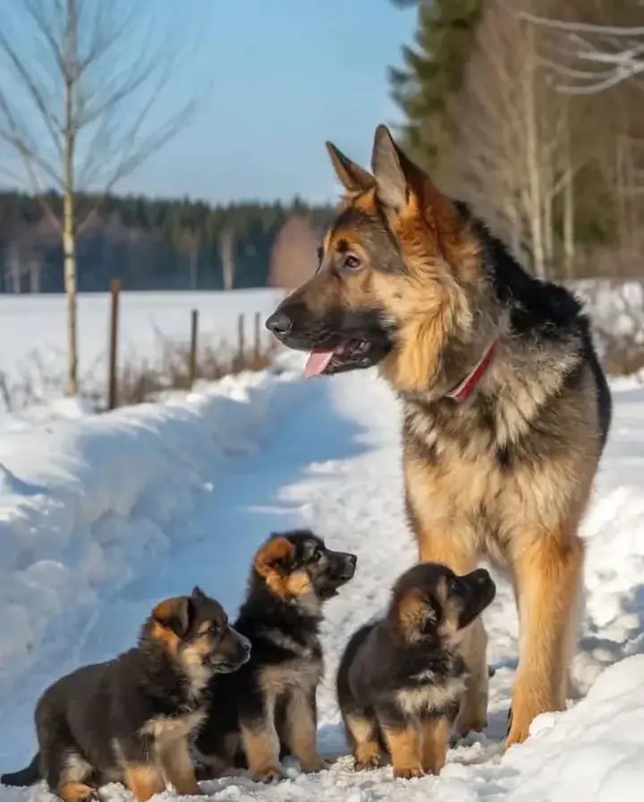 cachorros pastor aleman