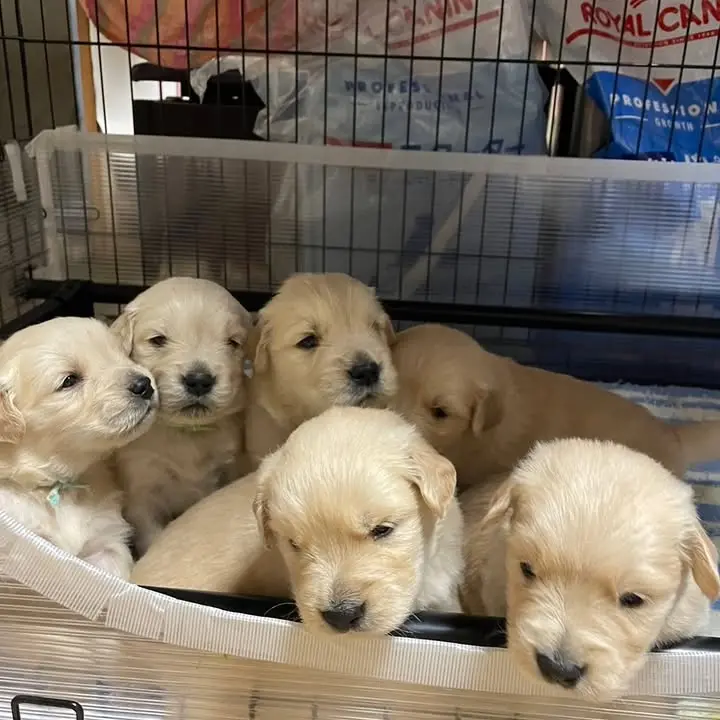 golden retriever