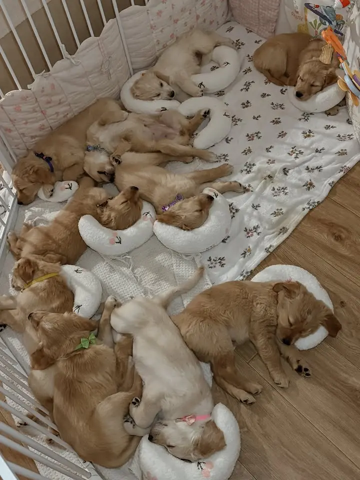 retreiver