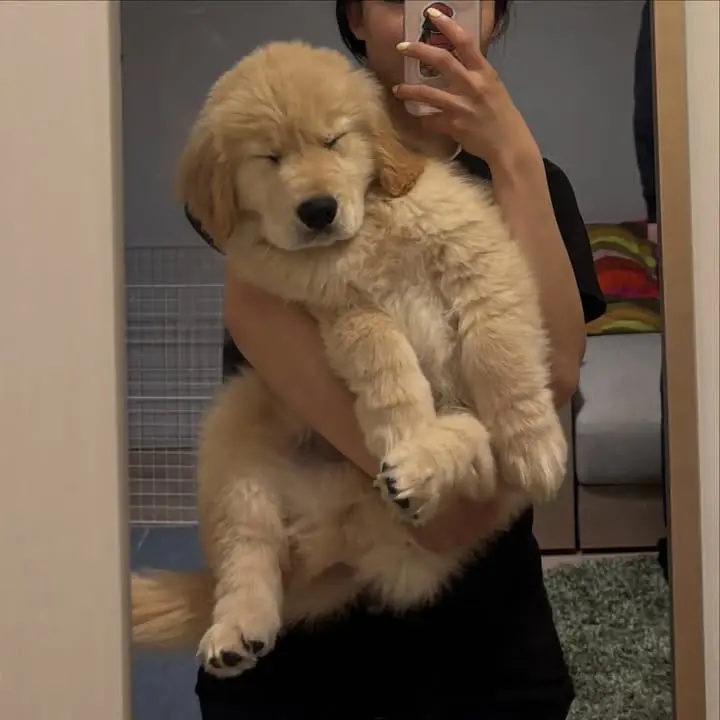 cachorros golden retriever