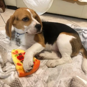 Loki - Macho 750€