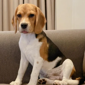 Nala - Hembra 800€