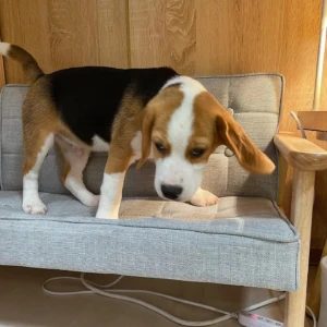 Leo - Macho 750€