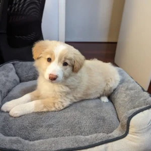 Ester - Hembra 850€