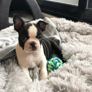 Banksy - Macho 850€