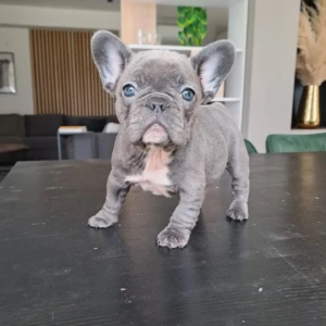 Bullet - Macho 800€