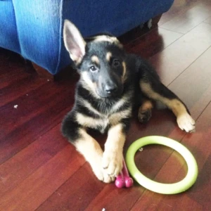 Bieber - Macho 800€