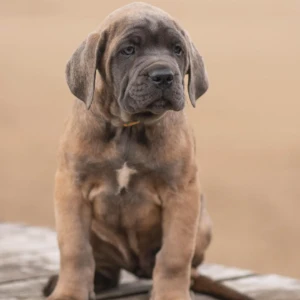 Tino - Macho 950€