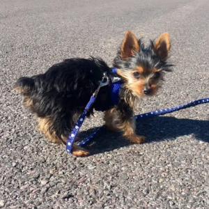 Chester- Macho 600€