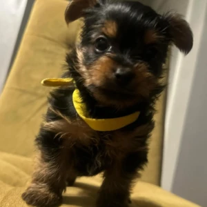 Edgar- Macho 600€