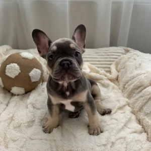 Jack - Macho 800€