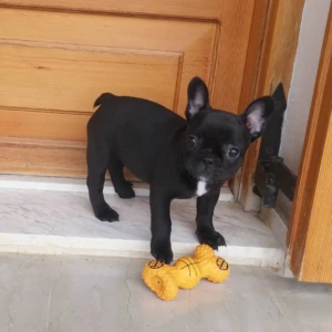 Malouth - Hembra 850€