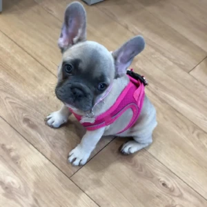 Baby - Hembra 800€