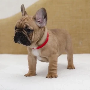 Kayla - Hembra 950€