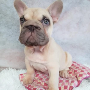 Falon - Hembra 900€
