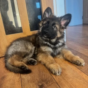 Freya- hembra 800€