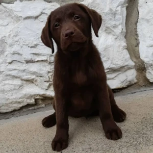 Kingston - Macho 750€