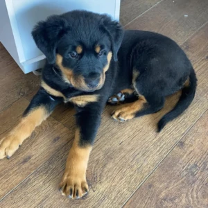 kaila - Hembra 850€