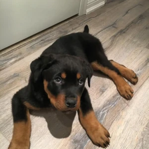 Bailey - Macho 850€