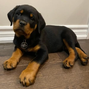 Jessica - Hembra 900€