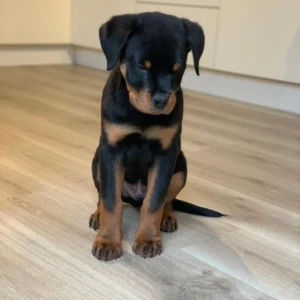 Ron  - Macho 800€