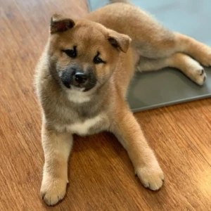 Komchi- Macho 700€