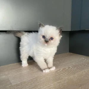 Leo - Macho 500€