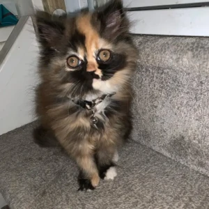 Lucy - Hembra 550€