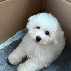 Marnie - Hembra 700€