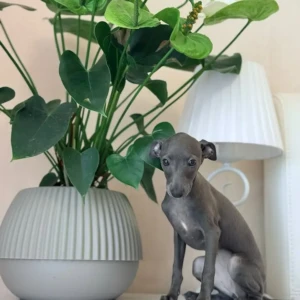Mia (3)